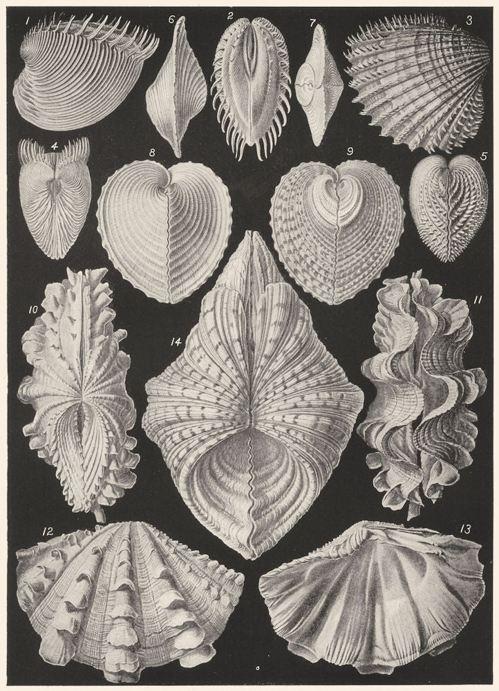 BIVALVE MOLLUSCA. Cytheria dione; Cardium aculeatum; Hemicardium cardissa 1907